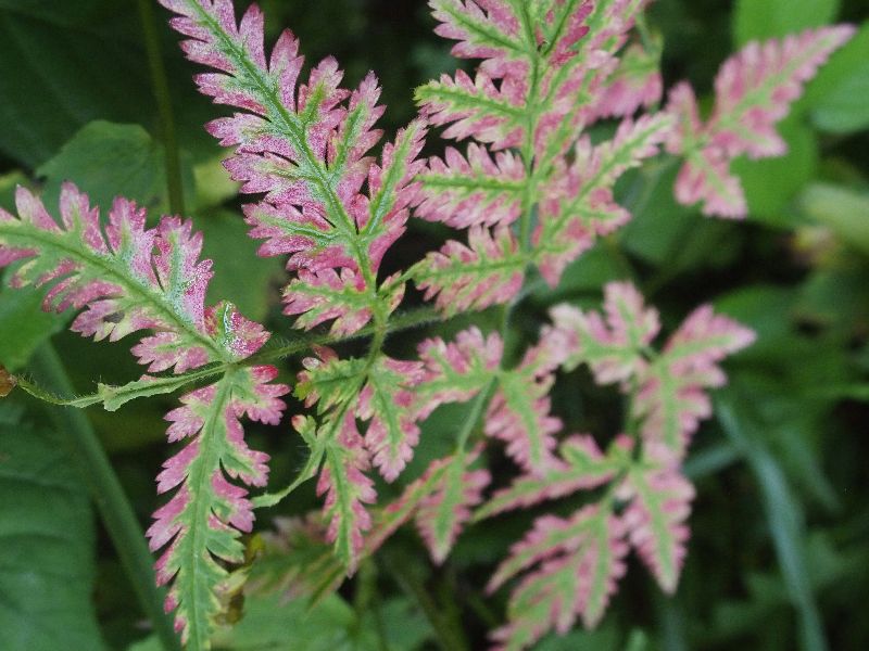 Mistero rosseggiante:  Myrrhis odorata (in sofferenza?)